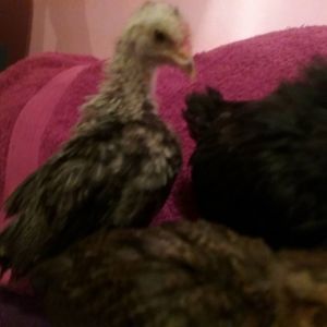 I think we got a Bald Eagle in the flock lol  3 weeks old