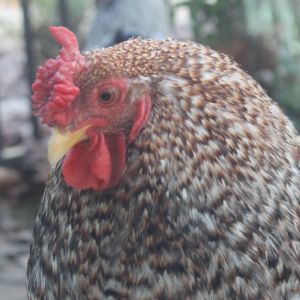 Flame...One of my sweetest roosters. He sadly died in a dog accident years ago...Miss him. ❤