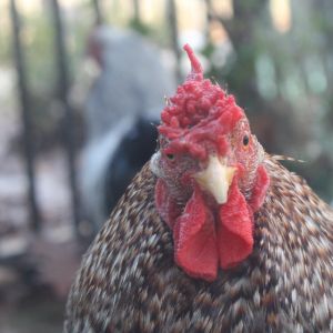 Flame...One of my sweetest roosters. He sadly died in a dog accident years ago...Miss him. ❤ He looks so confused in this photo!