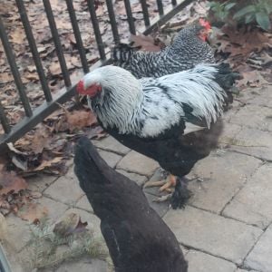 Ginny (Top), Favor (Middle), and Speedy (Bottom.)  Ginny  so sadly died in a dog accident. Speedy from natural causes, and we had to give Favor away. Miss them. Flame...One of my sweetest roosters. He sadly died in a dog accident years ago...Miss him. ❤