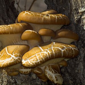 Oyster mushroom