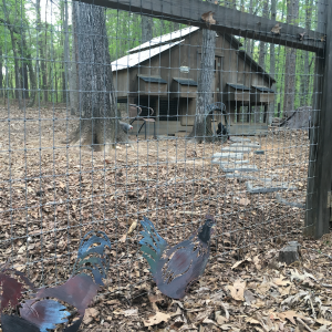 Just outside the fence surrounding the coop.