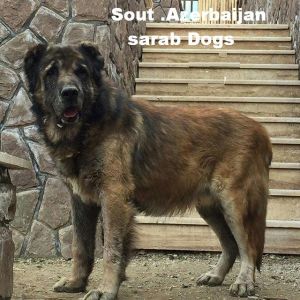 Azerbaijan Shepherd Dog