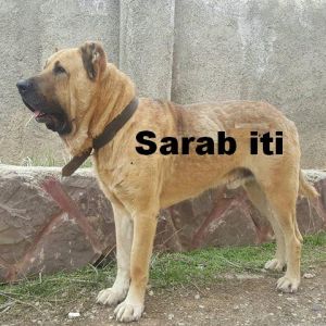 Azerbaijan Shepherd Dog