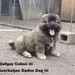 Azerbaijan Shepherd Dog