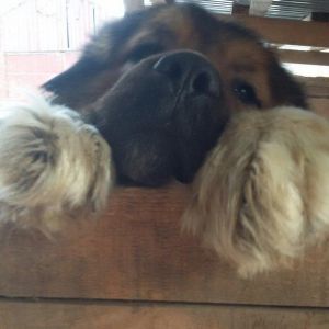 Azerbaijan Shepherd Dog