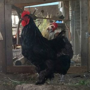 Black cochin rooster and Easter Egger rooster.  Both from Ideal Hatchery.  1 yr old