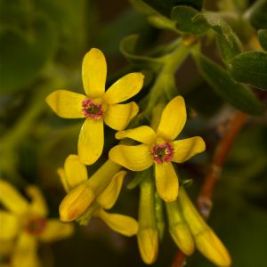 Crandall Clove currant blossoms