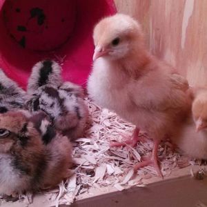 Coming back to the chicken life with our first 5 chicks! Cupcake, Josephine, Duchess, Pepper and Sasha