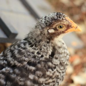 Henrietta