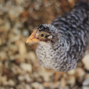 Henrietta