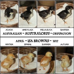 New breeds to add to my eye candy flock ...
4 years ago we started with our first 4 chicks ... we're now at 56, with 4 more coming in 2 weeks!
