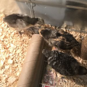 Betty White, Lucille Ball and Princess Lay-A-Egg