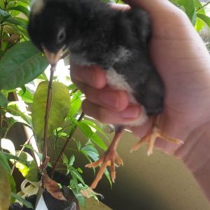 Barred rock