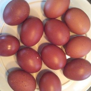 12 Copper Maran's eggs that I mail ordered from a breeder.