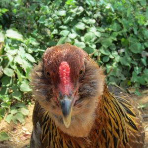 Lucy, our Americauna hen. She is very sweet and cute, but doesn't much like being held.