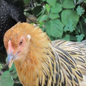 Lindsey, an Americauna hen. She is very beautiful, a nice shiny gold with soft brown/black feathers. She is probably the prettiest hen I've got.