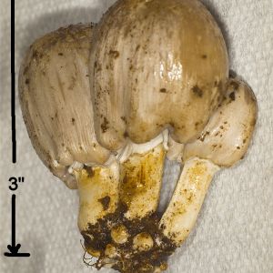 Inky Cap mushroom