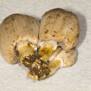 Inky Cap mushroom