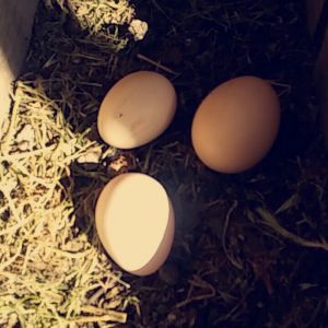 All three hens layed on the same day :D