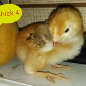 1 week old