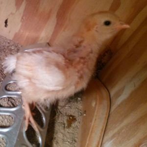 Cupcake coming to say hello like he/she always does! This one is my special baby that I've just got that bond with. She'd let me hold her all day long if I wanted to. And she starts screaming and running toward me, flying at the top of the brooder box when she sees me coming in to see them.