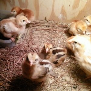 Pepper saying hello and Sasha taking a break to lay down and get some 'sun' right under the light. Cupcake is coming over to check out the new little ones  (we've had them a few days, kept them separate to make sure no one was sick or anything and slowly introduced the older birds to them)