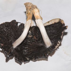 Inky Cap mushroom