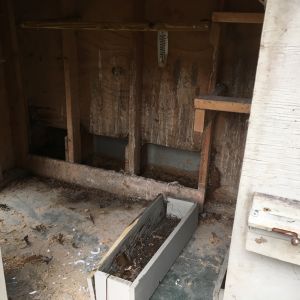A view of the three nest boxes. Coop needs major cleaning.  Still has old poop in it and lots of cobwebs. Eeww!