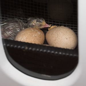 Tri-Color Mottled Slate poult