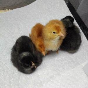 2 days old