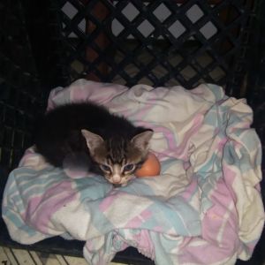 3 week old kitten Tina snuggling Bay's still warm egg.
