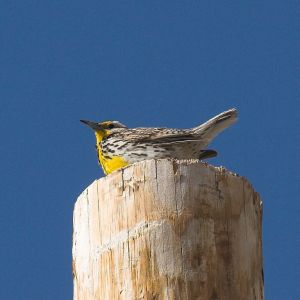 Meadowlark