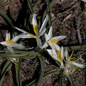 Sand Lily