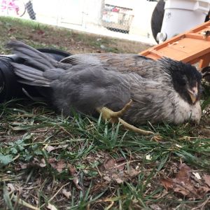 EE pullet, 14 weeks old