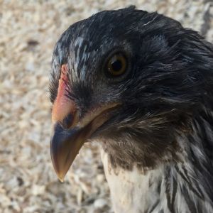 EE pullet, 16 weeks