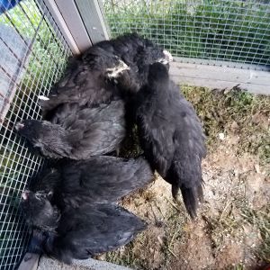 6 Australorp 9 week old chicks