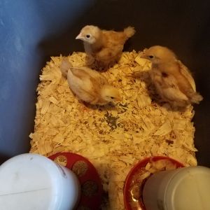 Buff Orpington chicks  approx.  3 weeks old