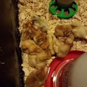 2 RIR are 2 days old, rest are 1 week old