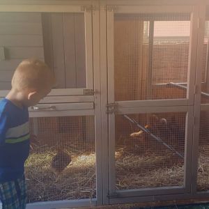 Finally moved in the coop