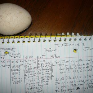 I cannot view my own journal, here, yet:  We had a spate of marvelous sunny days in January, 2017.  My 'Churkin' Coop is clear plastic .... My chickens and turkeys began to lay eggs!!! At that time, I documented them in my Journal.  Things are moving fast and Spring is here, so, still.... must get back to my Documentation.  Is so exciting and good to "look back", a Journal is a great tool and a "memory lane", to boot!