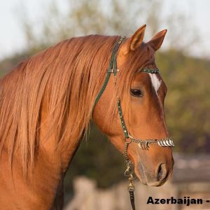 Azeraijan breeds