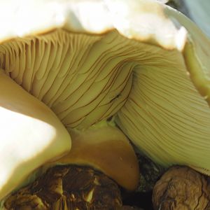 Oyster_mushroom_V5130090_05-13-2017-002a