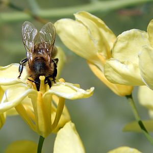 Bee_1 (Large)