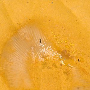 Mushroom_at_sidewalk_spore_print_U5213719_05-21-2017-001