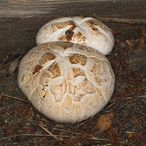 Mushroom_at_sidewalk_U5193716_05-19-2017-001