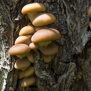 Oyster_mushroom_X5295741_05-29-2017-001