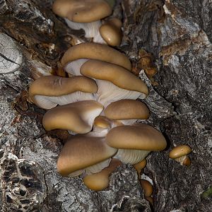 Oyster_mushroom_X5295743_05-29-2017-001