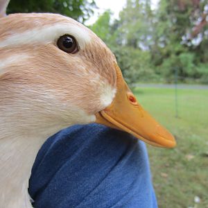 IMG_0988