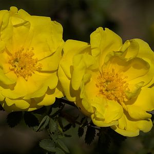 Harison's_yellow_rose_U6043763_06-04-2017-001